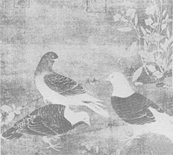 雏鸽药苗图